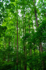 Fototapeta premium trees in the forest