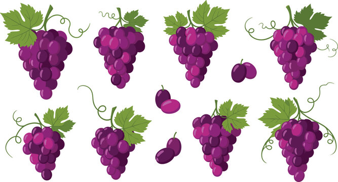 Fresh Purple Grape Bunch Vector Illustration Set with Vine Leaves Green Tendrils and Berries for Wine Designs
