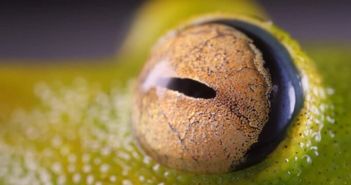Close up of eye of the  Rough skinned green treefrog (Boana cinerascens). From rainforest in Yasuni National Park, Orellana province, in the Ecuadorian Amazon.