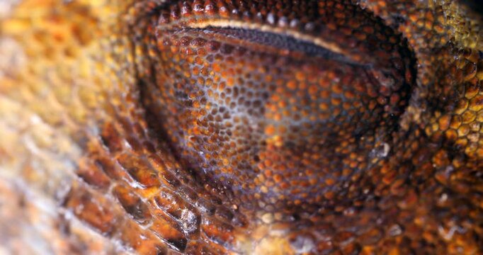 Yellow-tongued Anole lizard (Anolis scypheus) opening its eye. From rainforest in Yasuni National Park, Orellana province, in the Ecuadorian Amazon.