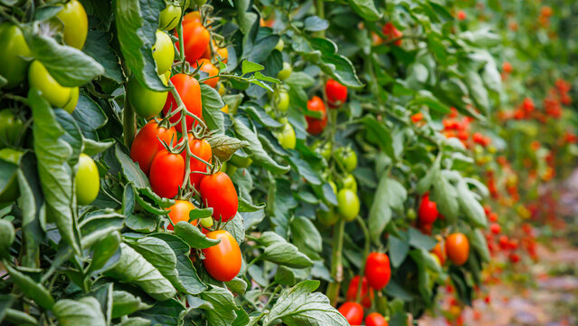 Tomato plants grow in the garden during the summer with ripe and unripe tomatoes visible on the vines