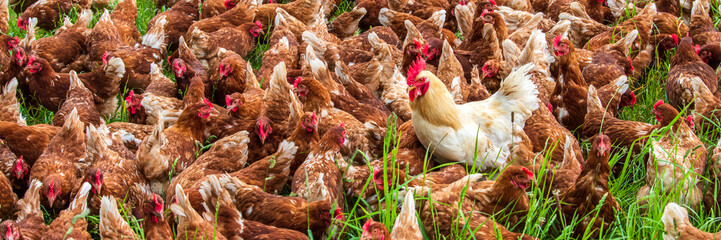 Eine Herde Hühner in Freilandhaltung auf einer Wiese © Wolfilser