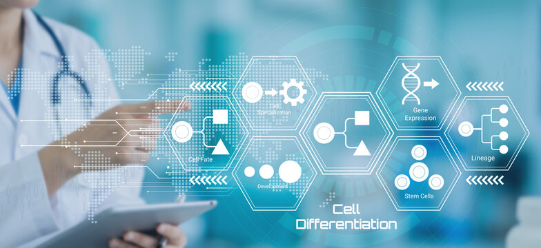 Scientist using digital tablet to illustrate cell differentiation processes and gene expression in modern biomedical research