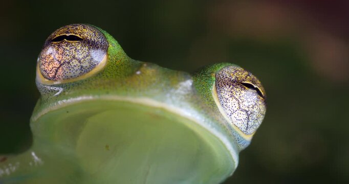 Durrells Glassfrog (Espadarana durrellorum). A very rare species endemic to the Ecuadorian Amazon. Yasuni National Park, Orellana province, Ecuador