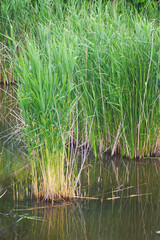 Fototapeta premium Clumps of young green reeds emerge from shallow dark water. Presents wetland vegetation succession, aquatic plant clustering, and early colonization stage of Phragmites within freshwater habitats.