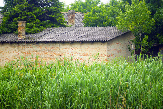 Weathered building partially concealed behind greenery near wetland edge. Highlights rural abandonment, spontaneous rewilding, and gradual reclamation of built structures by unmanaged natural growth.