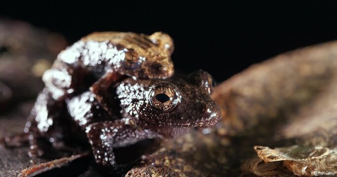 Pair of rain  frogs (Pristimantis brevicrus) in amplexus (mating) In rainforest, Yasuni National Park, Orellana province, the Ecuadorian Amazon.