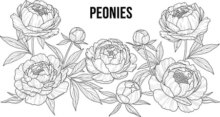 Vector line art of peony flowers and buds with detailed botanical leaves for wedding invitations, elegant floral patterns, and decorative garden sketch designs. © MdGohurul