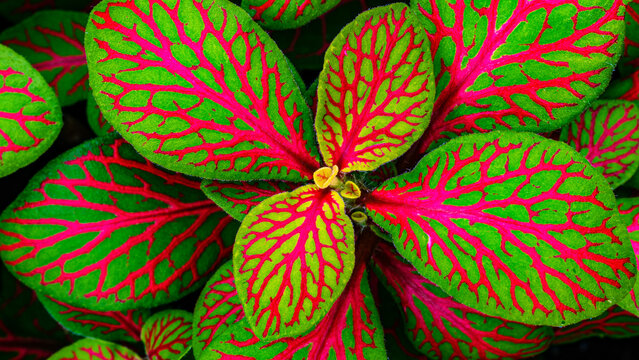 Colorful leaves showing bright green and pink patterns in a garden setting during daytime