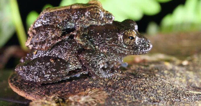 Pair of rain  frogs (Pristimantis brevicrus) in amplexus (mating) In rainforest, Yasuni National Park, Orellana province, the Ecuadorian Amazon.
