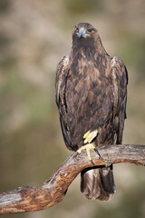 Fototapeta premium golden eagle