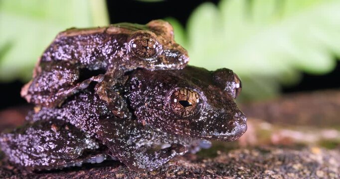 Pair of rain  frogs (Pristimantis brevicrus) in amplexus (mating) In rainforest, Yasuni National Park, Orellana province, the Ecuadorian Amazon.
