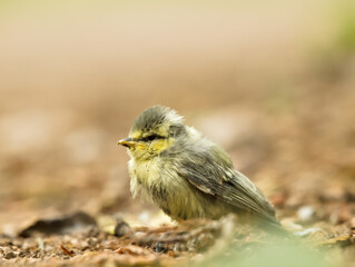 blue tit chick © Przemyslaw Klimczak