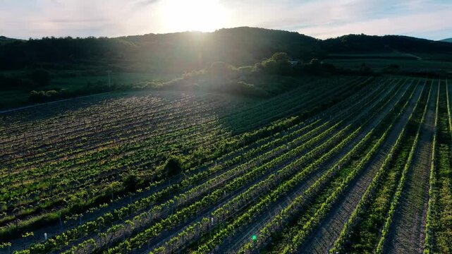 Aerial drone footage of vineyard rows and rural landscape at the foothills of the Male Karpaty mountains during golden evening light in Slovakia.