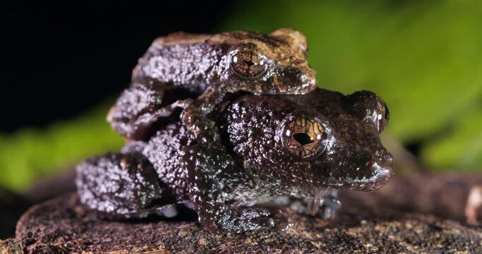 Pair of rain  frogs (Pristimantis brevicrus) in amplexus (mating) In rainforest, Yasuni National Park, Orellana province, the Ecuadorian Amazon.