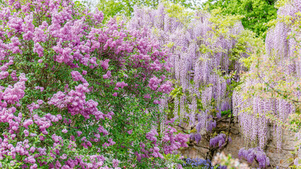 Obraz premium Flowers bloom in a garden with purple and pink colors during springtime in a sunny location