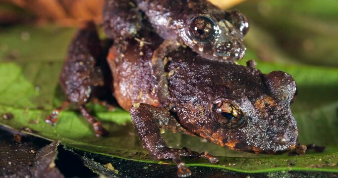 Pair of Upper Amazon rain  frogs (Pristimantis altamazonicus) amplexus (mating) In rainforest, Yasuni National Park, Orellana province, the Ecuadorian Amazon.