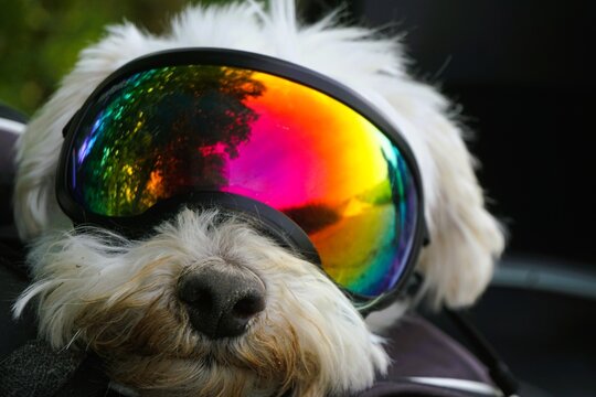 Kleiner wei&szlig;er Hund sitzt mit Motorradbrille in Motorradsitz 