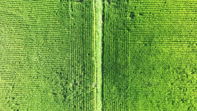 Vertical top down aerial view of lush green rice fields.
