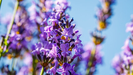 Fototapeta premium Purple flowers bloom under a bright blue sky in a garden during the spring season with bees flying around