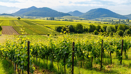Fototapeta premium Vineyard in green, rolling hills with mountains under a blue sky during daytime near harvest season