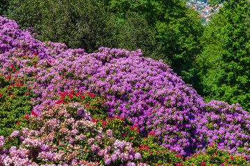 Obraz premium Colorful flowers bloom in a garden during spring near a city with distant hills and trees