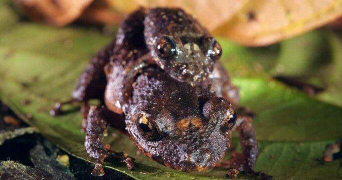 Pair of Upper Amazon rain  frogs (Pristimantis altamazonicus) amplexus (mating) In rainforest, Yasuni National Park, Orellana province, the Ecuadorian Amazon.