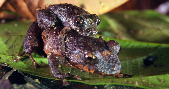 Pair of Upper Amazon rain  frogs (Pristimantis altamazonicus) amplexus (mating) In rainforest, Yasuni National Park, Orellana province, the Ecuadorian Amazon.