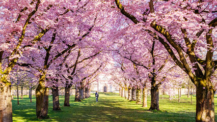 Fototapeta premium Cherry blossom trees line a path in a park with a person walking during spring in the afternoon
