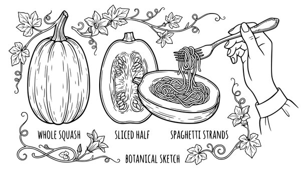 Elegant spaghetti squash food vector illustration isolated on white background