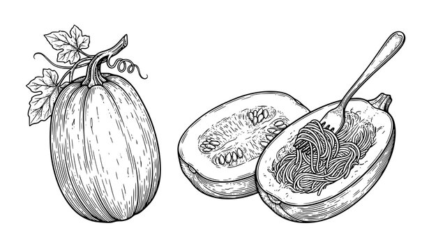 Vintage spaghetti squash sketch vector isolated on white