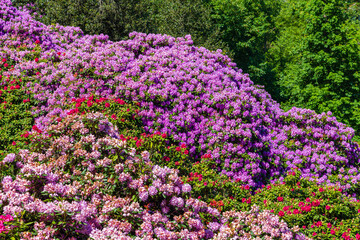 Obraz premium Colorful flowers bloom in a garden during spring in a park surrounded by trees and greenery