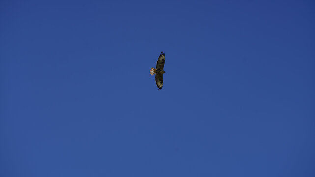 タカ