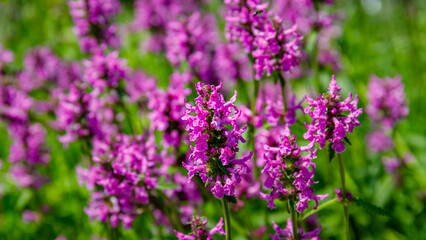 Obraz premium Colorful purple flowers bloom in a garden during spring near a sunny pathway filled with green grass and bright sunshine