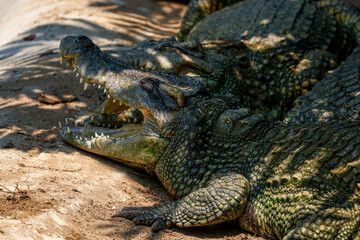 Fototapeta premium The crocodile is show head near the river