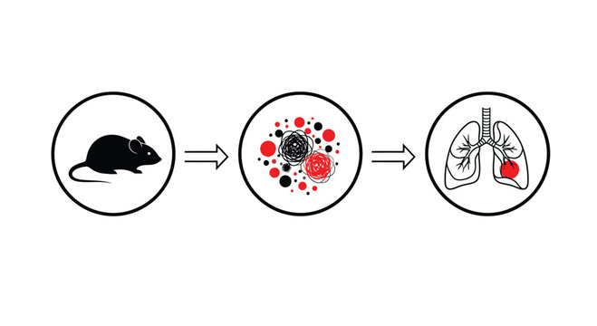 Scientific process: mouse model, cellular changes, and lung pathology science research medical biology