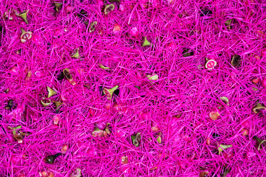 Abstract Pink Calliandra Flower Background Texture in Tropical Panama
