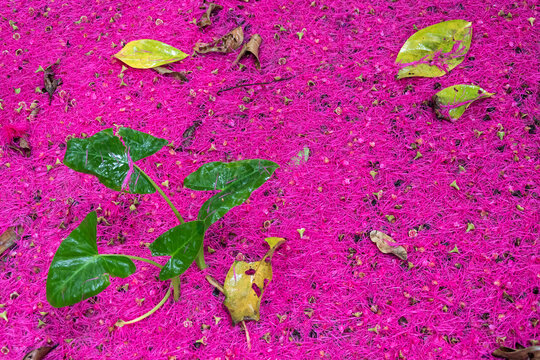 Tropical Pink Calliandra Flower Carpet Background with Green Leaves