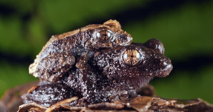 Pair of rain  frogs (Pristimantis brevicrus) in amplexus (mating). In rainforest, Yasuni National Park, Orellana province, the Ecuadorian Amazon.