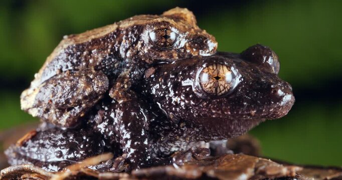 Pair of rain  frogs (Pristimantis brevicrus) in amplexus (mating). In rainforest, Yasuni National Park, Orellana province, the Ecuadorian Amazon.