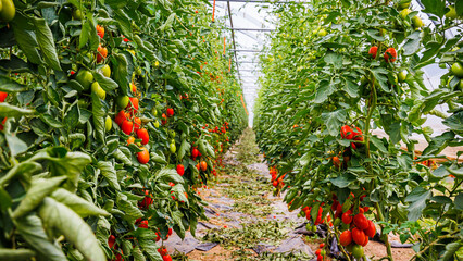 Fototapeta premium Rows of tomato plants growing in greenhouse during bright day with some ripe tomatoes ready for harvest