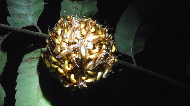 Nocturnal Social Wasp (Apoica pallens) Looking up to the nest hanging in a shrub in the rainforest understory. In rainforest, Yasuni National Park, Orellana province, the Ecuadorian Amazon.
