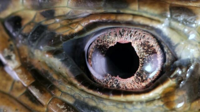 Close-up of of Tegu lizard eye (Tupinambis cuzcoensis)  blinking.  In slow motion. The nictitating membrane is crossing the eye.  In rainforest, Yasuni National Park, Orellana province, Ecuador