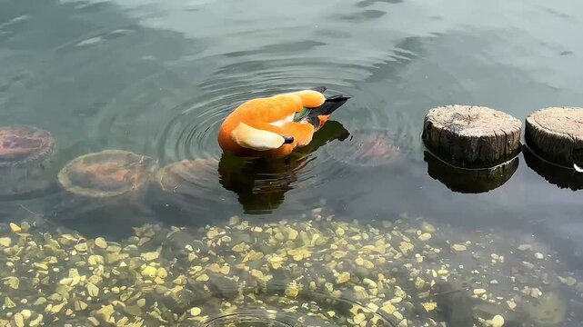 Two orange ducks dabbling and feeding in shallow clear pond water, with pebbles, ripples, reflections, and a calm park wildlife atmosphere.