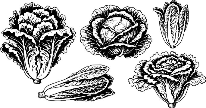 Black and white line of various leafy green vegetables white background, cabbage lettuce
