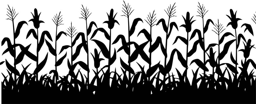 Black silhouette of corn stalks and grass border white background, maize plants agriculture