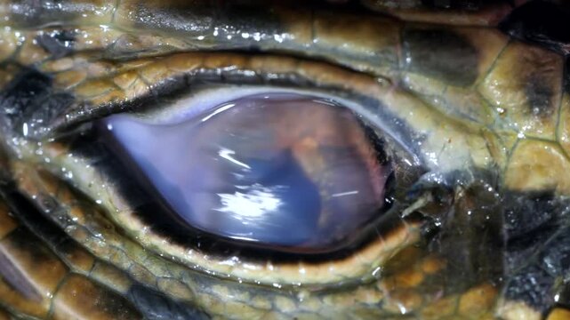 Close-up of of Tegu lizard eye (Tupinambis cuzcoensis)  blinking.  In slow motion. The nictitating membrane is crossing the eye.  In rainforest, Yasuni National Park, Orellana province, Ecuador