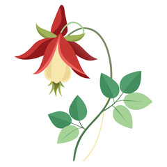 aquilegia mrs scott elliot flower isolated on white background © fatema tuj zohora