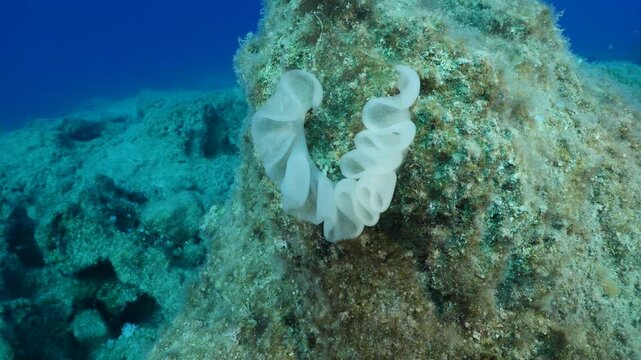 nudybranch eggs in the water underwater