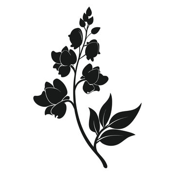 aconitum forex flower with branch silhouette on white background